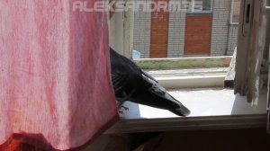 Наглый голубь, часть 2