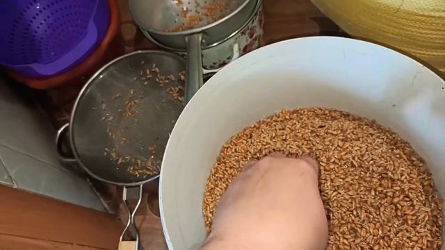 Как правильно прорастить зерно, ферментация за 2 дня | ЛПХ Курочка