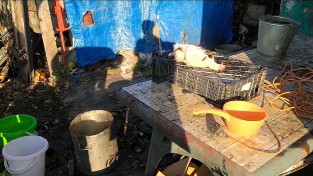 Начали убирать уток. Обеденная уборка в сарае. смотреть онлайн