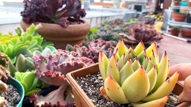 Suculentas Favoritas 2021!🥳🎊🤩 Echeveria Cante, lovely rose, garrita de oso y más смотреть онлайн