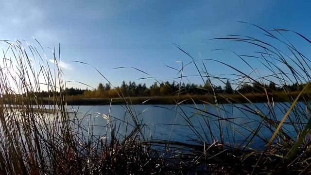САМАЯ РЕЗУЛЬТАТИВНАЯ ОХОТА НА УТКУ ЭТОГО СЕЗОНА. На озере с чучелами смотреть онлайн