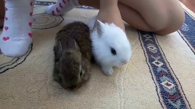 Помогите выбрать имя кроликам смотреть онлайн