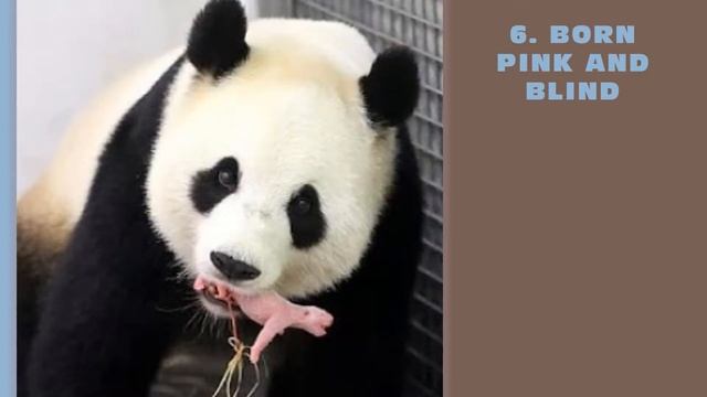 10 facts about panda смотреть онлайн