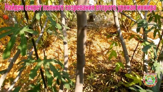 Найден секрет полного созревания второго урожая инжира смотреть онлайн