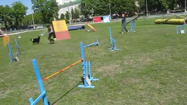 Иванцова Дарья и бордер колли Мэри аджлити А3 смотреть онлайн