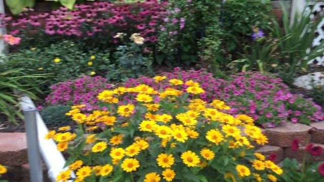 Perennial Sunflower Heliopsis 'Tuscan Sun' | Www.gardencrossings.com