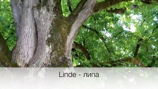 РАЙСКИЙ ОСТРОВ МАЙНАУ (MAINAU)-УДИВИТЕЛЬНОЕ МЕСТО В ГЕРМАНИИ смотреть онлайн