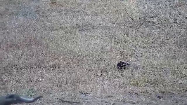 Djuma: Red-billed Hornbill and Red-billed Buffalo Weaver - 06:50 - 09/01/21 смотреть онлайн