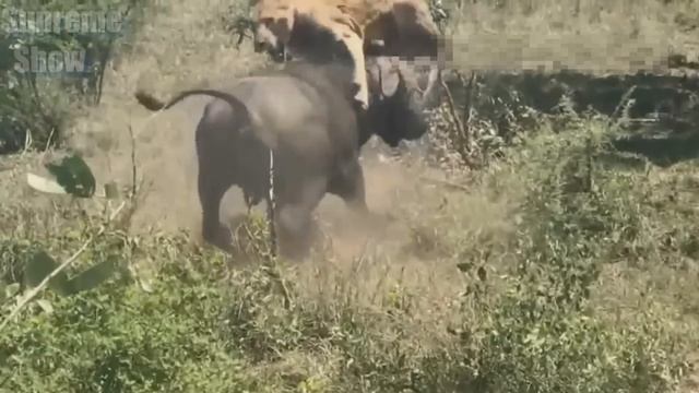 БУЙВОЛ В ДЕЛЕ! Буйвол против льва крокодила носорога бегемота смотреть онлайн
