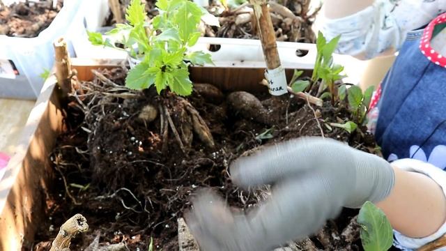 САМЫЕ красивые георгины / Всё о хранении, делении и посадке георгин