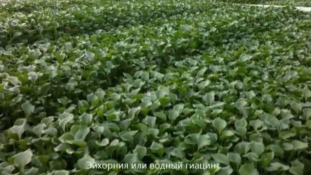 Очистка сточных фекальных вод в регионе с жарким климатом смотреть онлайн