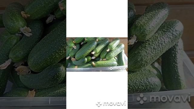 ПРОФИ ОГУРЦЫ КОЛЛЕКЦИЯ ЛИПАТОВОЙ АНАСТАСИИ 2023 Г // ВАЦАП ДЛЯ ЗАКАЗА 8-915-245-81-59 ПИСЬМЕННО смотреть онлайн