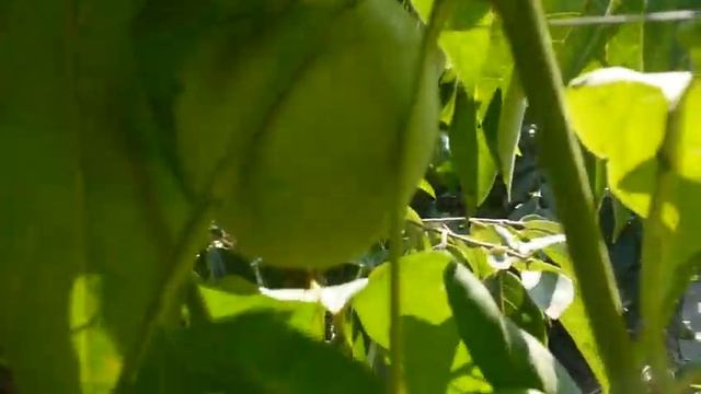 маракуя СЕВЕРНАЯ СОЗРЕЛА в Мариуполе. super harvest passion fruit !!! смотреть онлайн