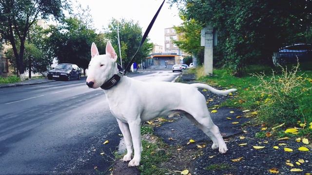 Красавчик Снап Бультерьер 🥰 Beautiful Snap Bull Terrier смотреть онлайн
