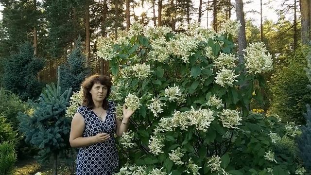 Гортензии в саду. Гортензия метельчатая 