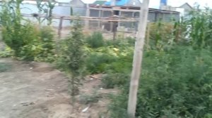 гуси губернаторские
