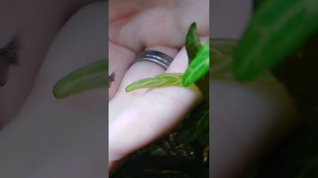 Карликовая лягушка гименохирус. Himenochirus. смотреть онлайн