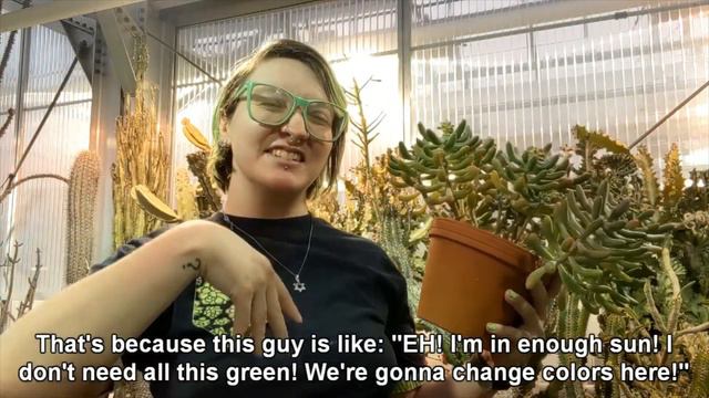 Beginner's Guide To Happy Plants: A Succulent Tour
