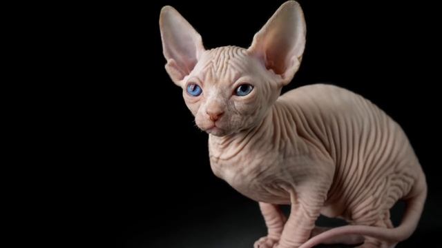 Sphynx Cat 101 - Must Watch BEFORE Getting One! смотреть онлайн