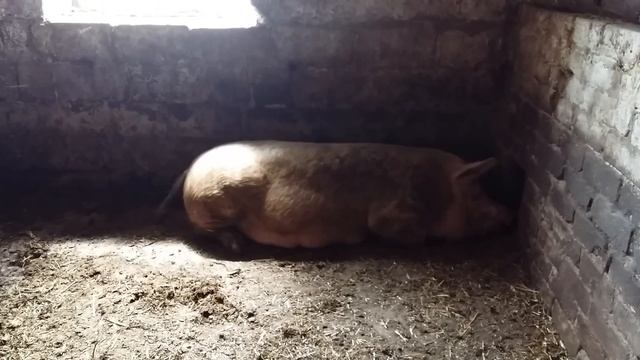 Мать - свинья зовет поросят кушать. смотреть онлайн