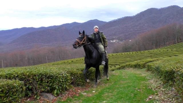 Мацеста чай – это воплощение более чем 100 летней традиции выращивания чая в самых северных широтах смотреть онлайн