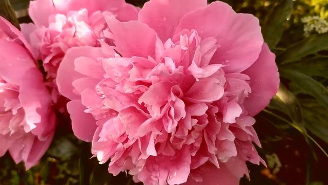 Розовый пион после дождя - Pink peony after rain смотреть онлайн