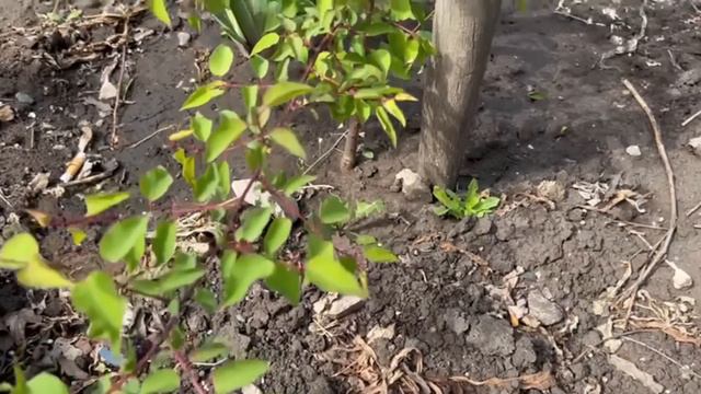 Тля осыпится после 1 обработки. Рабочее копеечное средство которое помогает каждый год смотреть онлайн