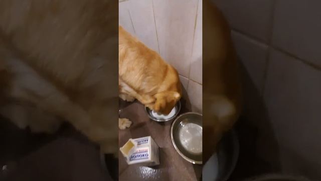 Чем кормить лабрадора | Собака лабрадор Тафгай пьет кефир и простоквашу смотреть онлайн