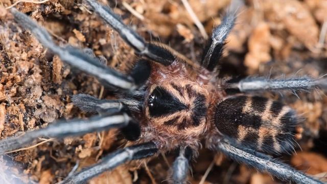 SKAKUN UMARŁ :( смотреть онлайн