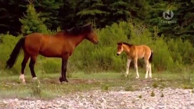 Животные Канады Легендарные обитатели дикой природы Главная самка табуна Самые сильные смелые лошад смотреть онлайн