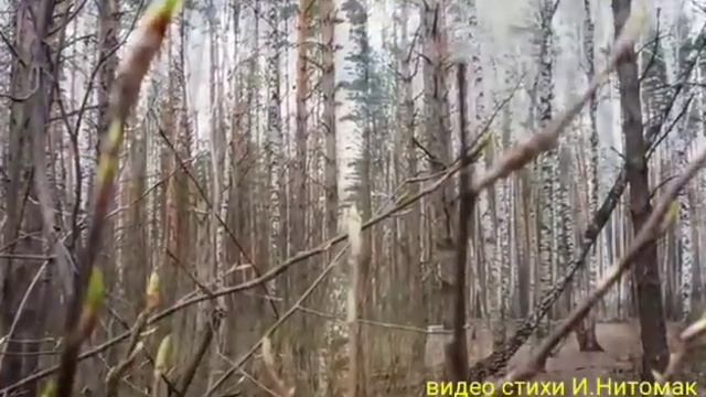 " Под тайной магией дождя" автор и исп. С. Коробова, видео И. Нитомак смотреть онлайн
