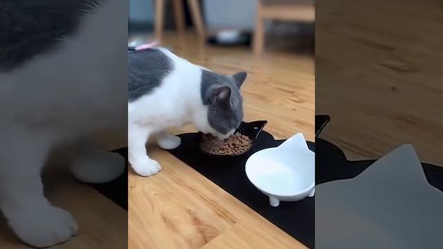 Миски для животных для кошек и собак смотреть онлайн