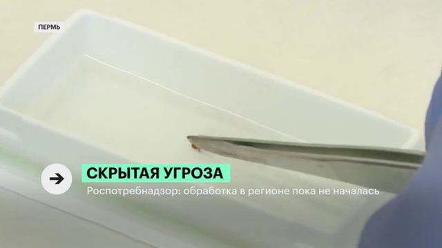 В Прикмье начался сезон активности клещей.