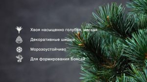 NEGISHI - Сосна мелкоцветковая (Pinus parviflora 'Negishi') — описание растения