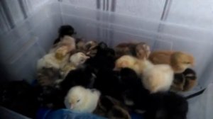 Инкубатор Матрица Вегас Д10. 20-22 день.Окончание инкубации без задохликов. Как это было.