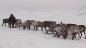 Охота на чубуку. Часть 1.