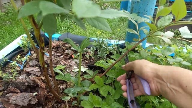 Подготовка молодого куста голубики к зимовке, обрезка . смотреть онлайн