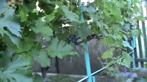 Прививка на лидию.Виноград велес, бажена, ландыш, руслан