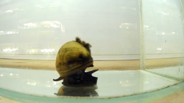 #65 Ампулярия. Pomacea bridgesii смотреть онлайн