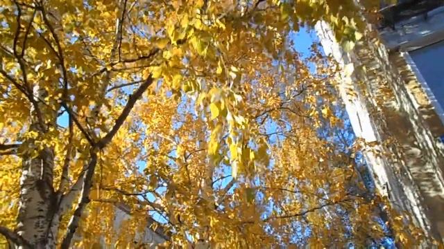 Золотые весты:) Жёлтые берёзки. смотреть онлайн