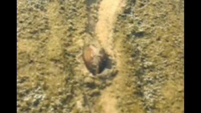 Устрицы смотреть онлайн