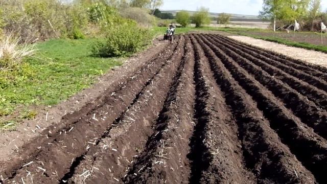 Нарезка гребней и посадка картофеля мотоблоком НЕВА.