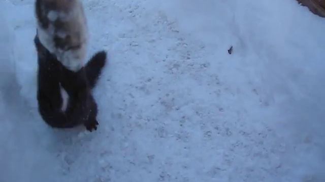 Норка-охотница смотреть онлайн