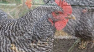 Разведение кур породы Плимутрок как бизнес идея | Куры Плимутрок