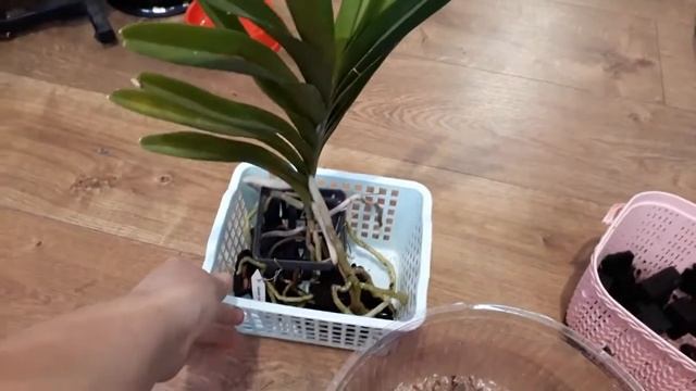 Пересадка ванды, корни ванды в коре спустя год. орхидея ванда орхомания орхидея ванда уход смотреть онлайн