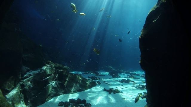 Tropical fishtanks 2 at the Atlanta Aquarium, Atlanta, GA, USA - Canon 6D (Wide Angle Samyang 12mm) смотреть онлайн