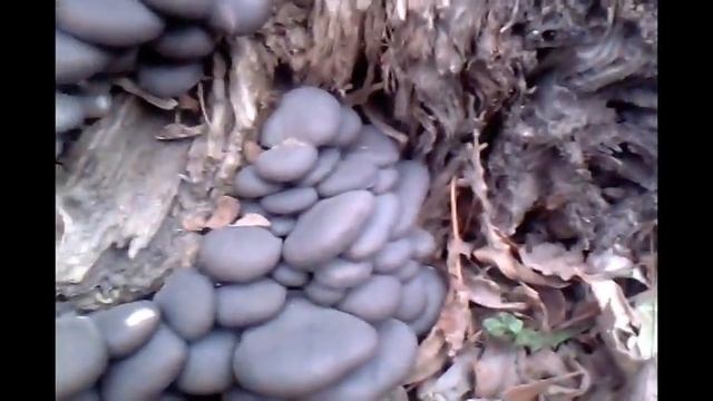 Как растут Вешенки на пнях Грибы в лесу. смотреть онлайн