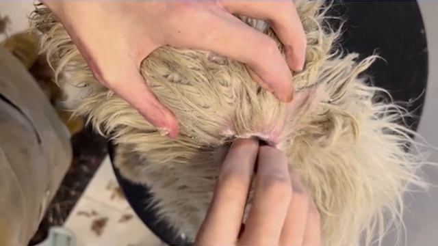Schnauzer Puppy Ear Cleaning | Puppy Grooming | Dog Grooming смотреть онлайн