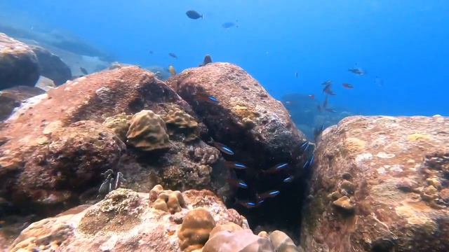 Koh Tachai Reef Scuba Dive смотреть онлайн