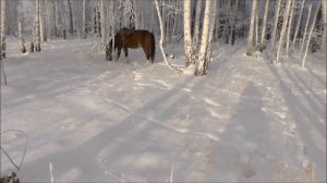 Охота на косулю. Часть 10. Декабрь.